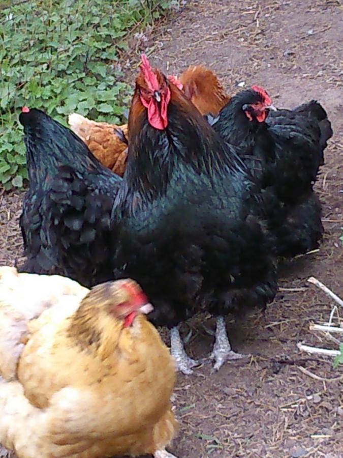 Clumber Lane End Farm Bed & Breakfast Worksop Eksteriør bilde